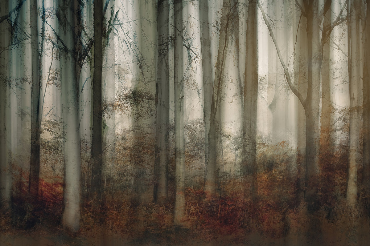 Enchanted Forest Haze Wall Mural -2109985 in your room