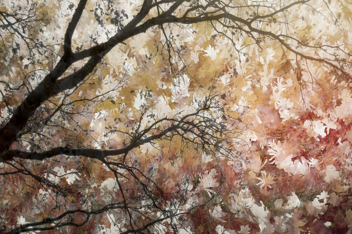 Autumnal Canopy Wall Mural -2479434 in your room — zoomed