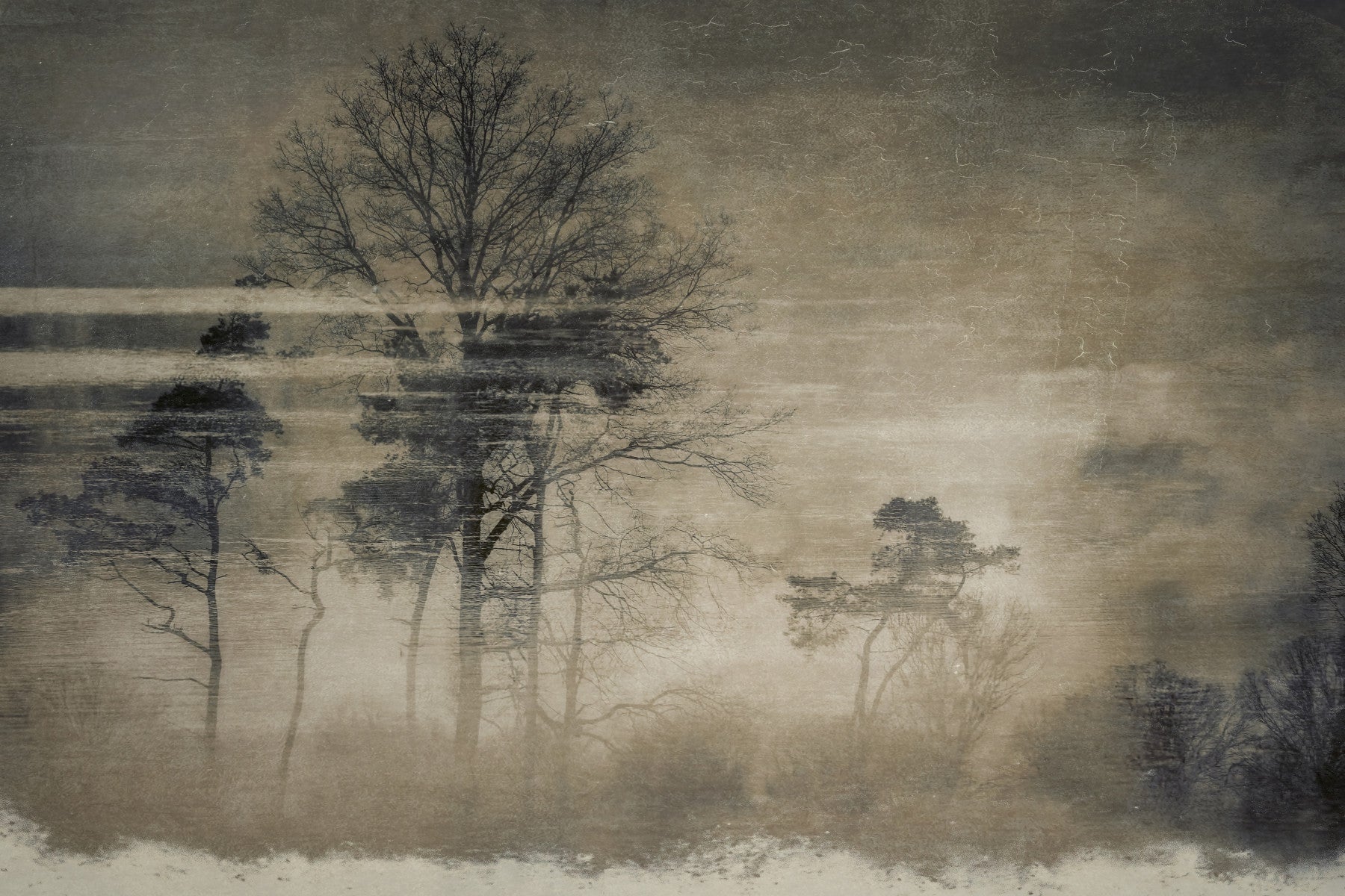 Ethereal Forest Wall Mural -1284127 in your room — zoomed