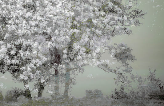 Floral Canopy Serenity Wall Mural -1518414