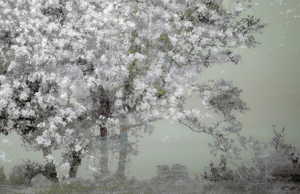Floral Canopy Serenity Wall Mural -1518414 in your room