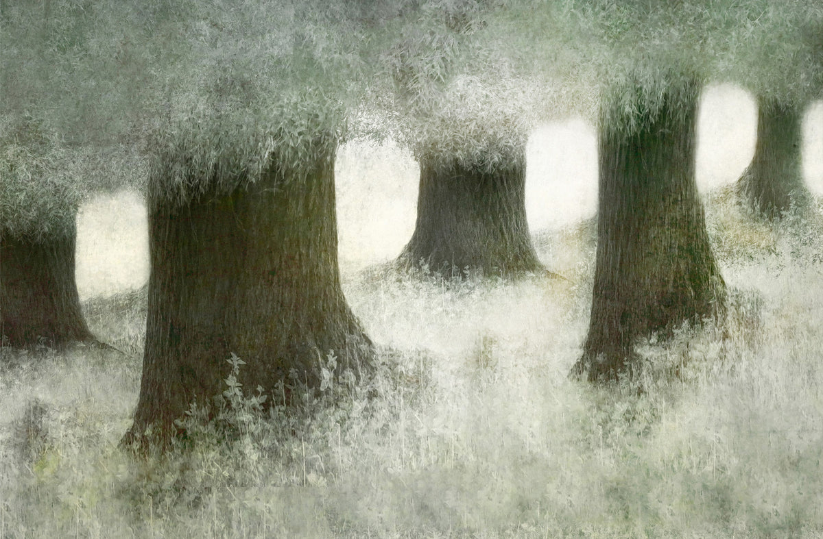 Silent Canopy Wall Mural -2113402 in your room — zoomed