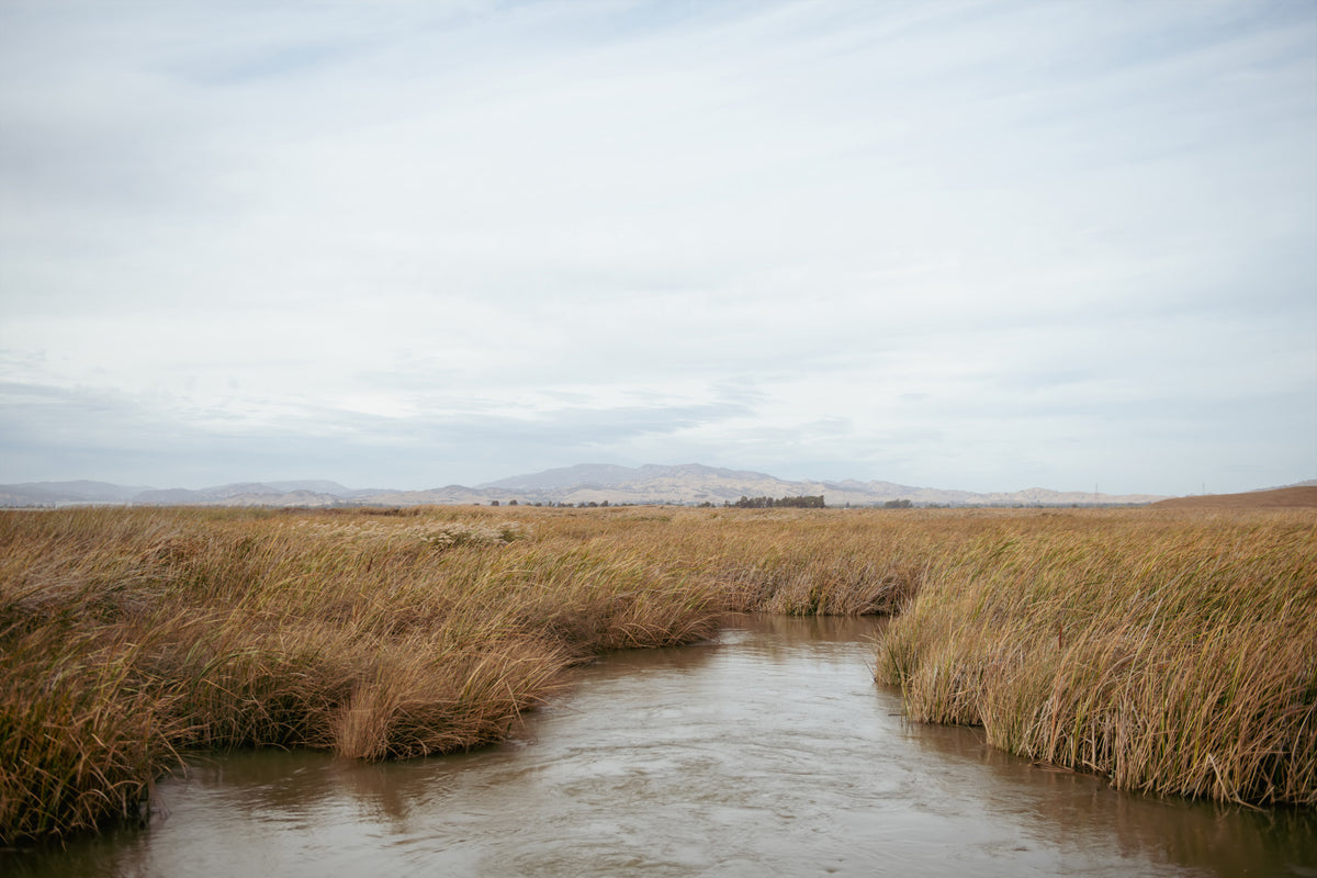 Tranquil Marsh View Wall Mural -2670006 in your room — zoomed