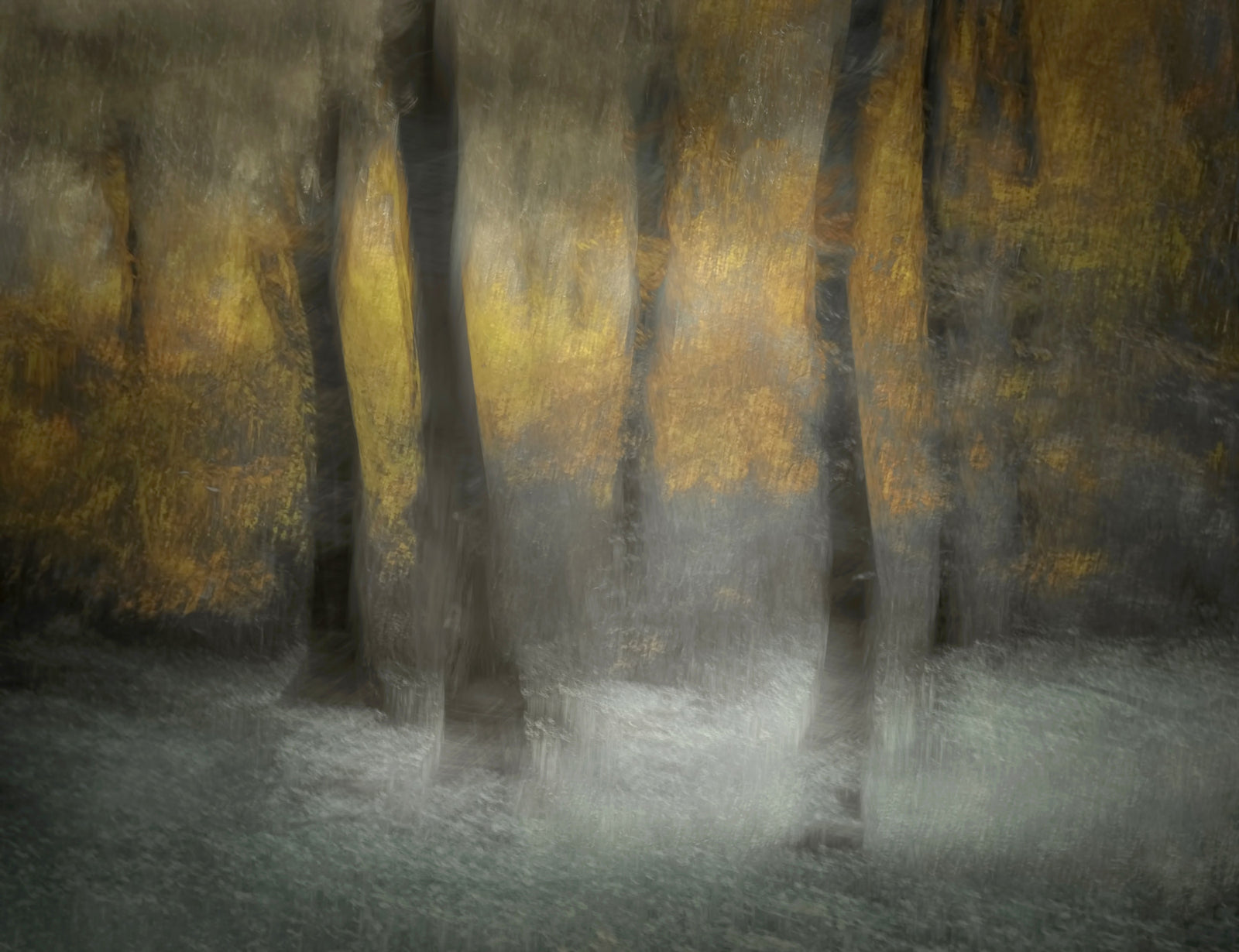 Ethereal Forest Whispers Wall Mural -1434012
