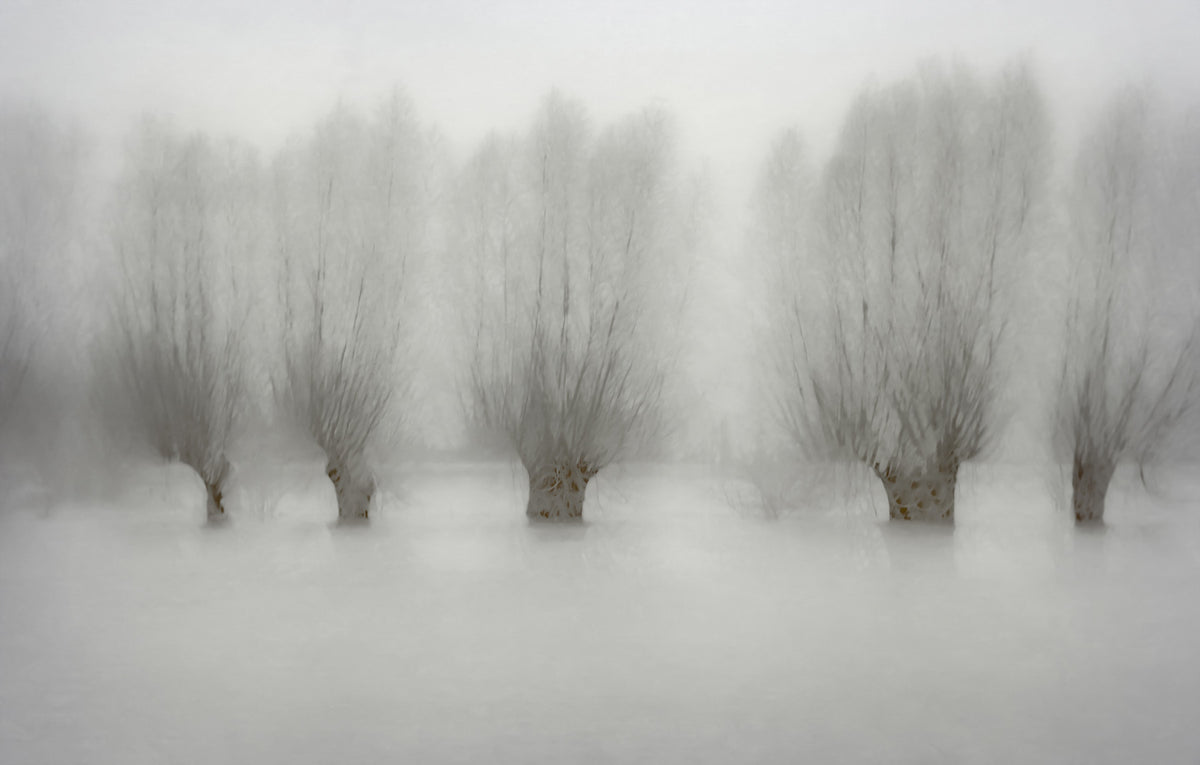 Misty Grove Serenity Wall Mural -1471005 in your room — zoomed