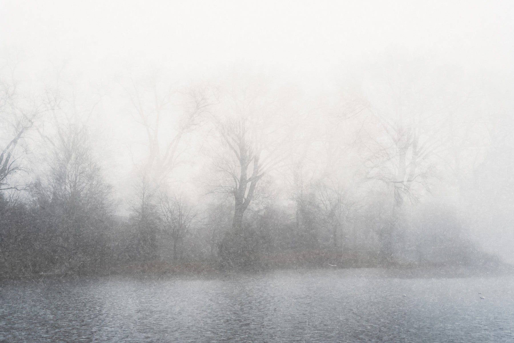 Misty Lake's Edge Wall Mural - 2679777 in your room — zoomed