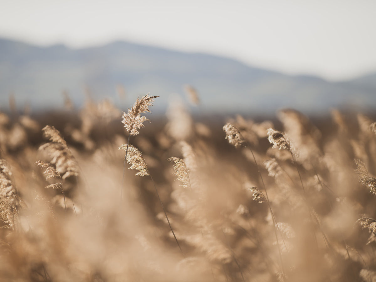 Whispers of the Field Wall Mural -2670004 in your room — zoomed