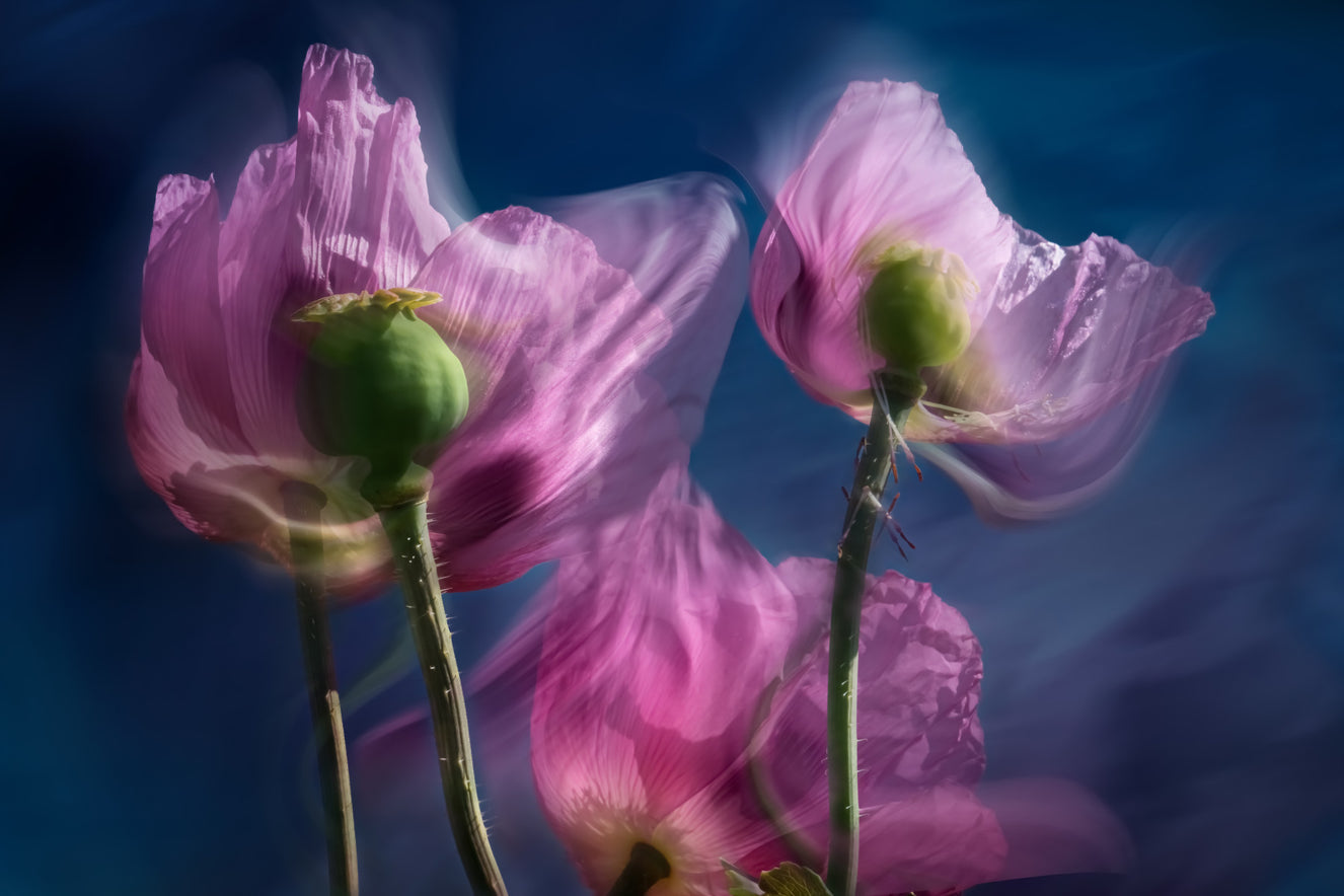 Twilight Poppies Wall Mural -2281960
