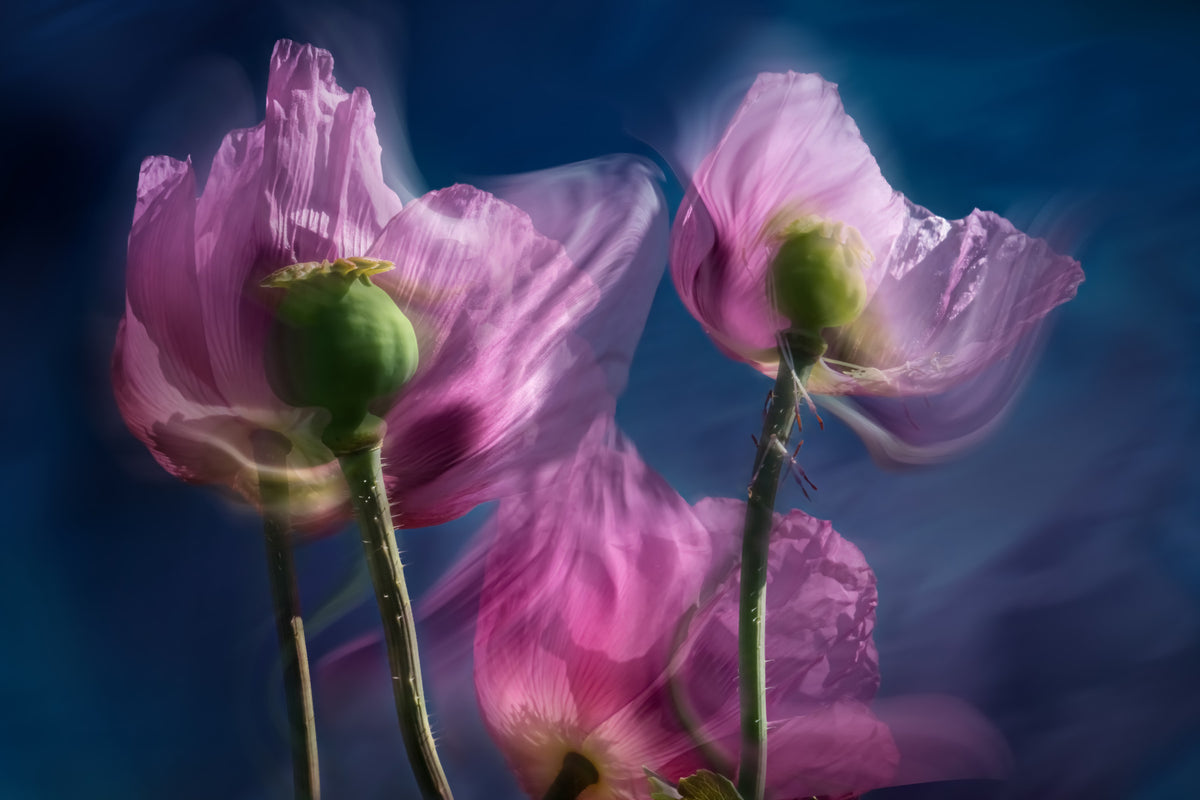 Twilight Poppies Wall Mural -2281960 in your room