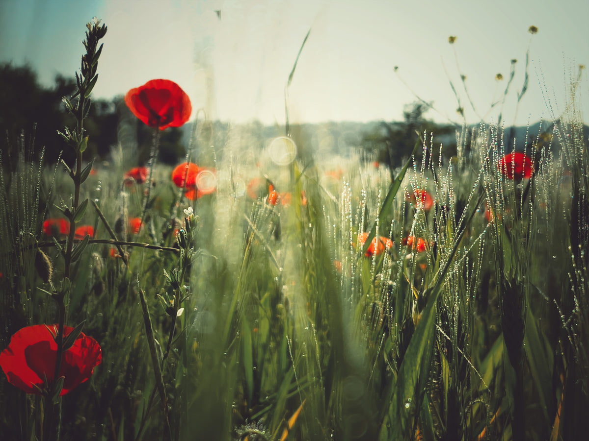 Meadow Dew Wall Mural -2283850