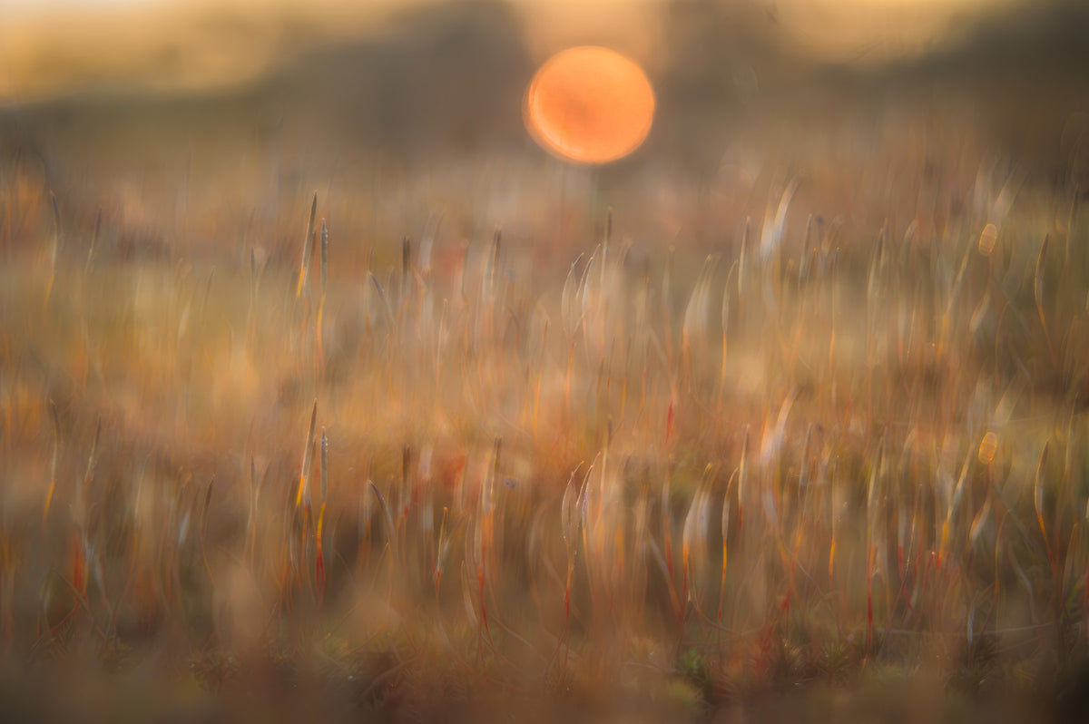 Solar Meadow Dreamscape Wall Mural -2228366 in your room — zoomed