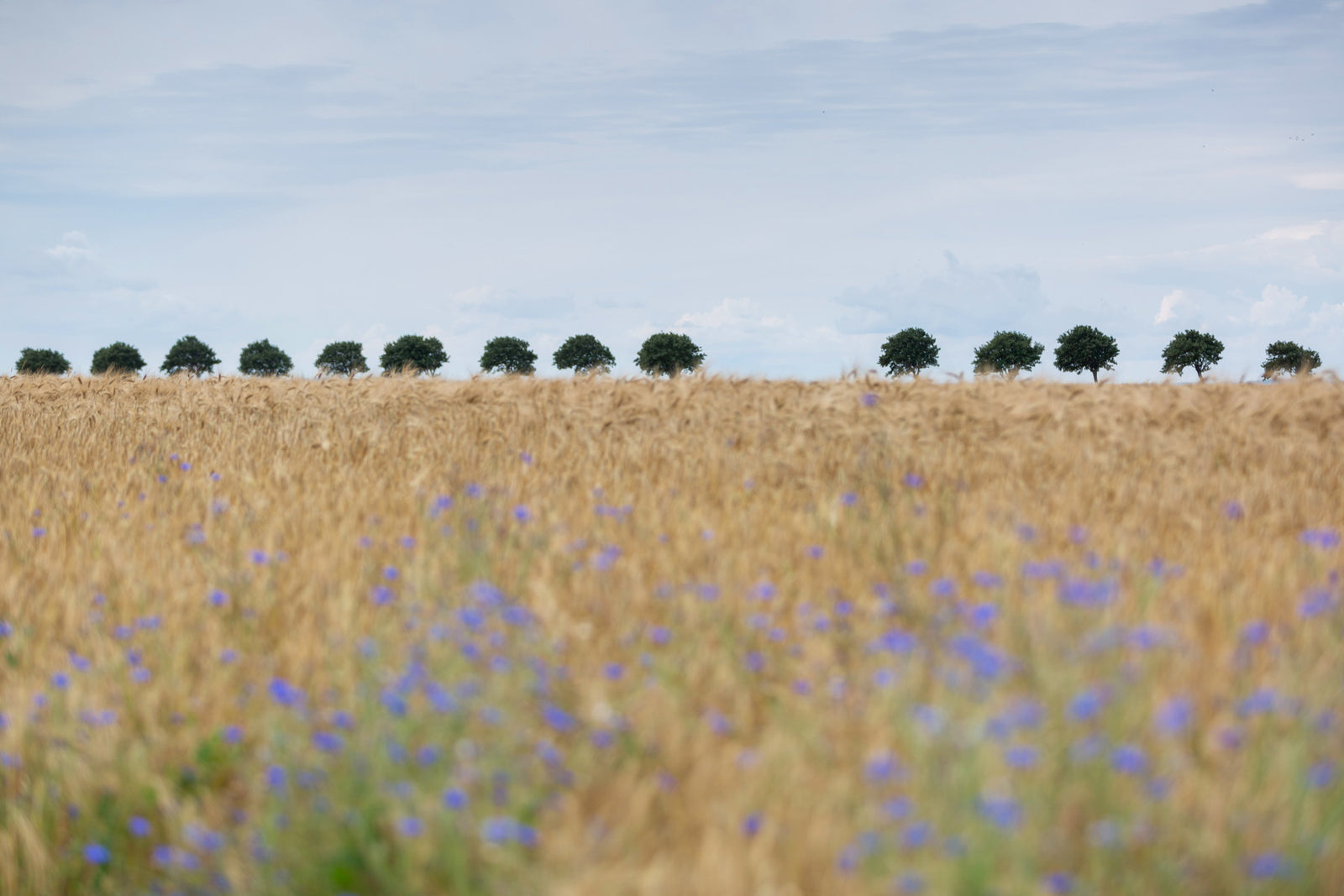 Golden Fields Serenity Wall Mural -2658156