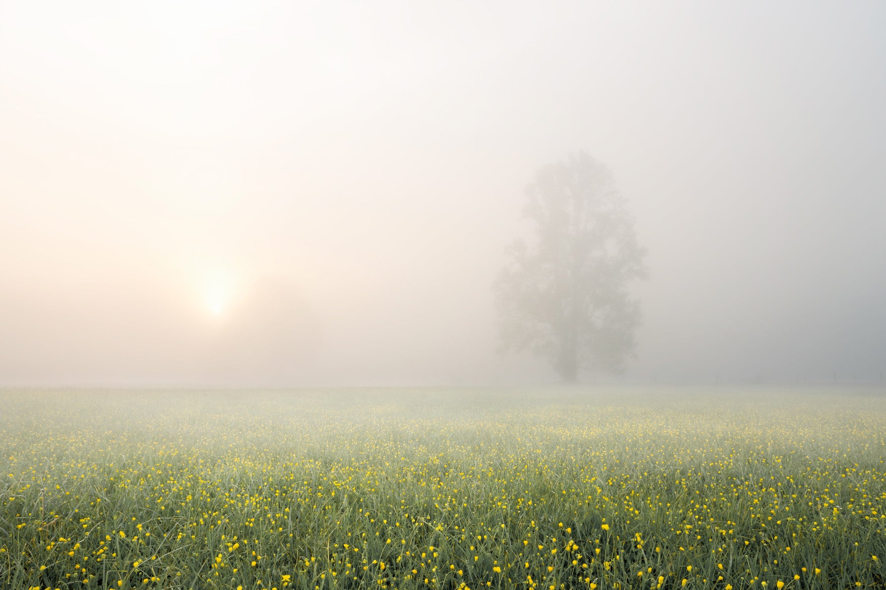 Misty Meadow Bloom Wall Mural -2262314