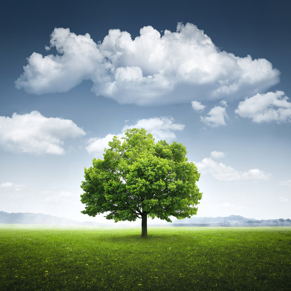 Fields of Green Wall Mural -2213762 in your room — zoomed