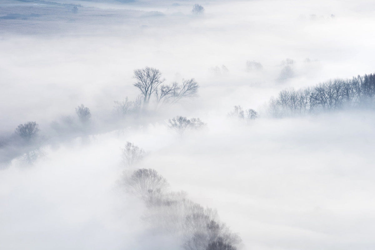 Misty Treescape Wall Mural -2159059 in your room