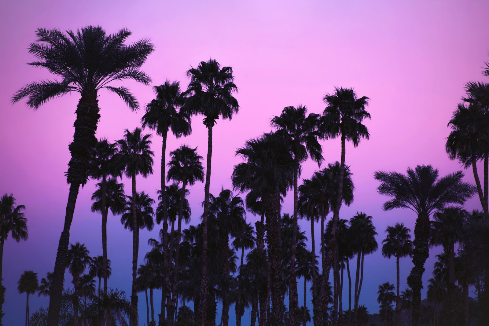 Tropical Dusk Palms Wall Mural -2226294 in your room