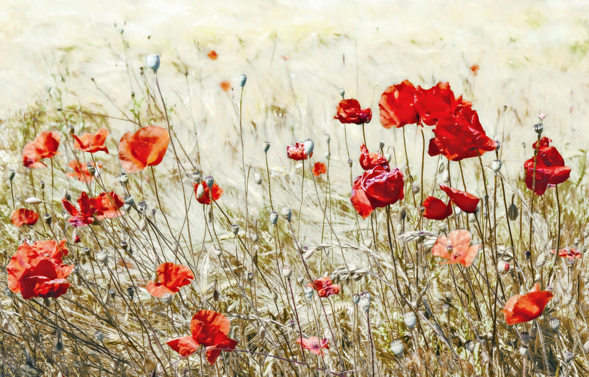 Scarlet Bloom Meadow Wall Mural -2546816 in your room — zoomed