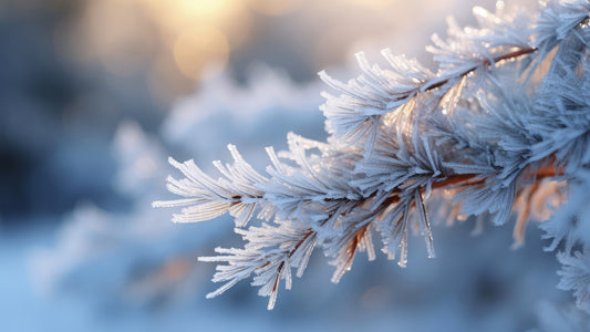 Icy Embrace Wall Mural -2559590