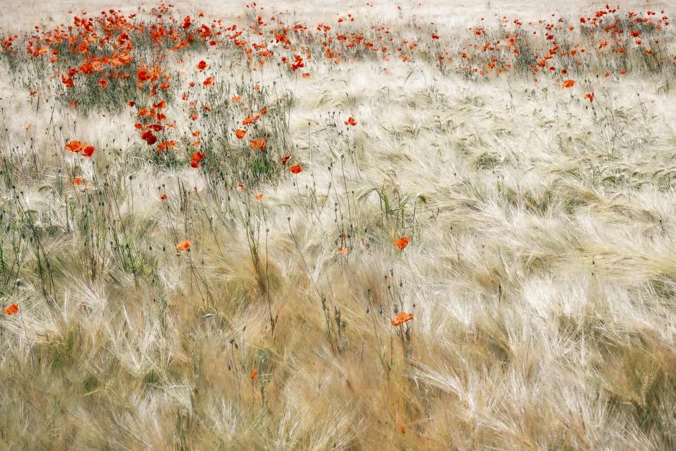 Poppy Field Dreams Wall Mural -2539580