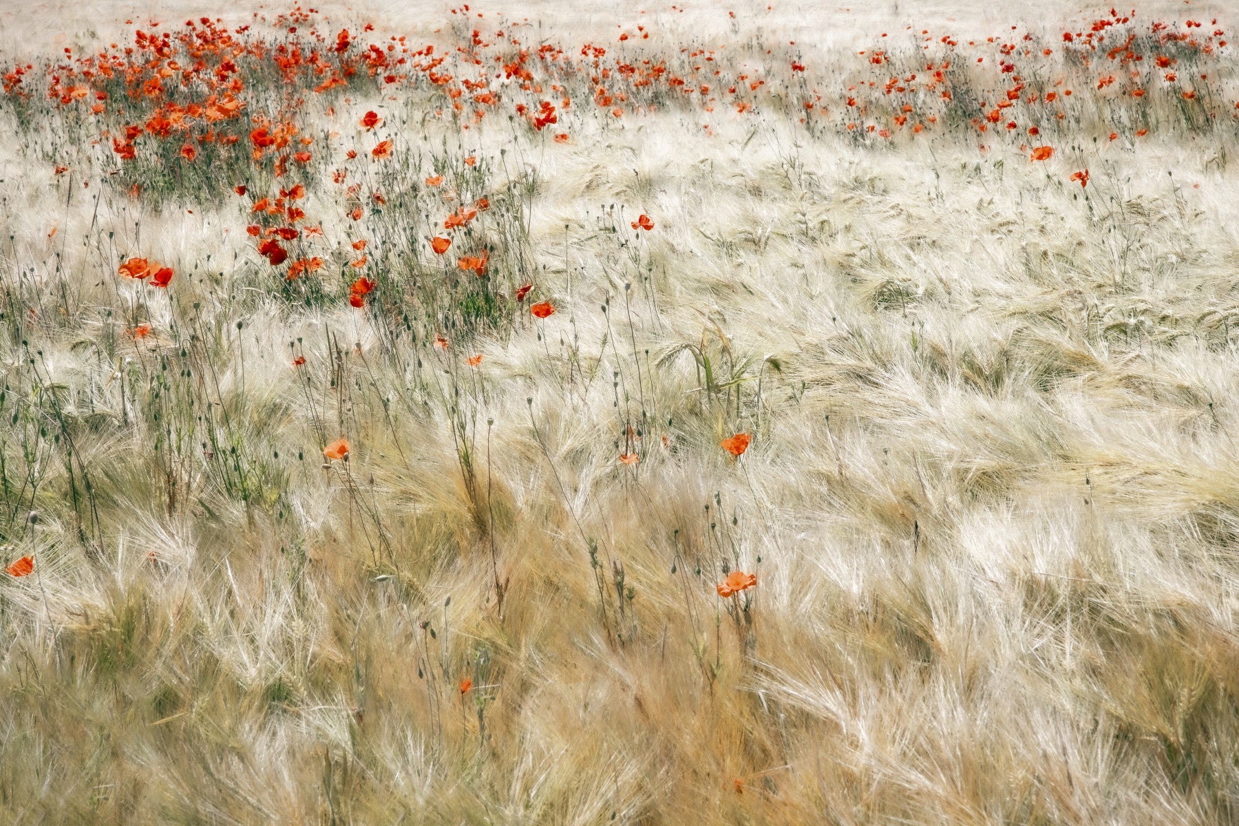 Poppy Field Dreams Wall Mural -2539580