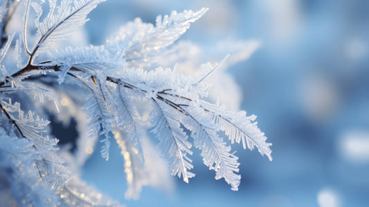 Icy Fronds Wall Mural -2559594