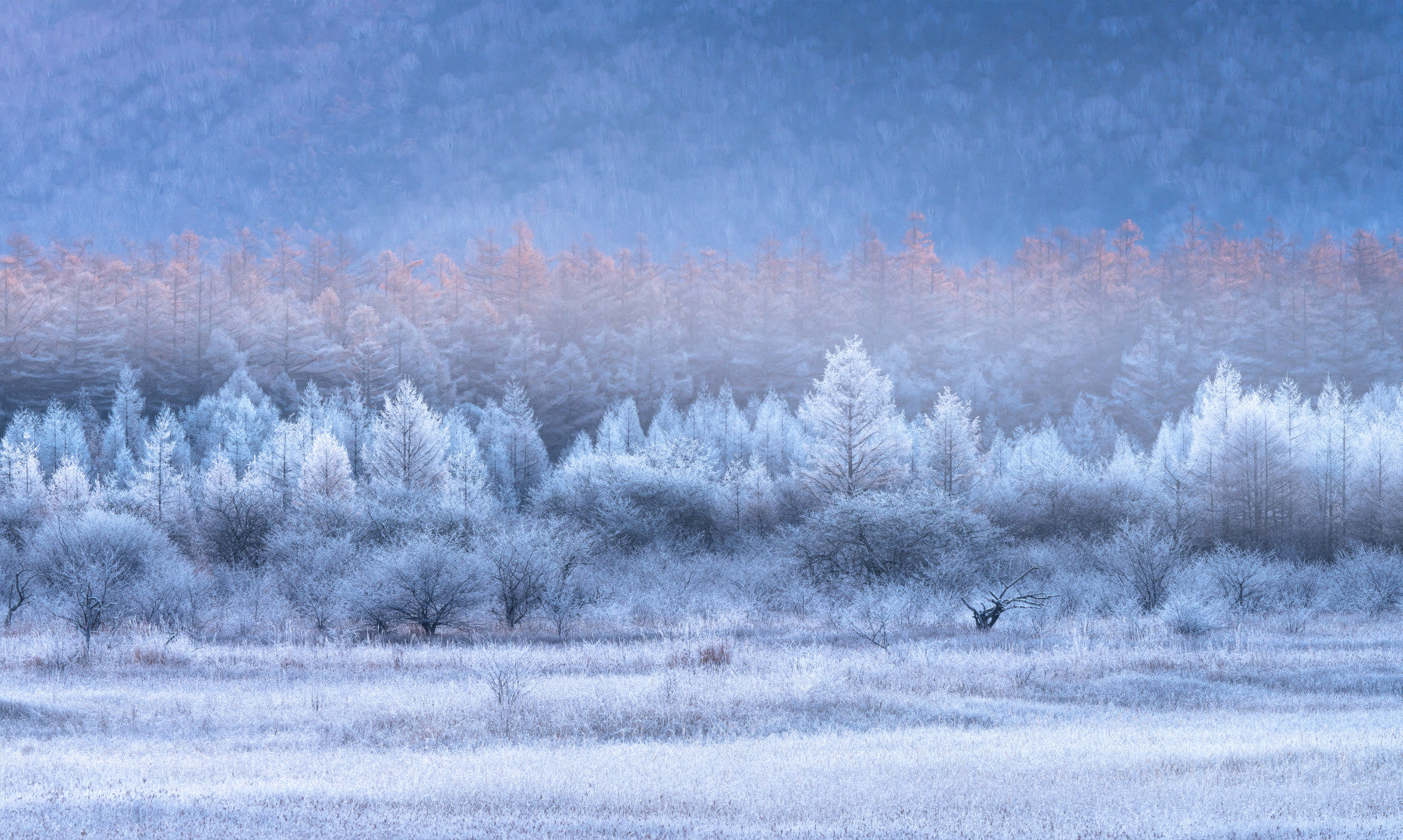 Frozen Dawn Vista Wall Mural -2593096 in your room — zoomed