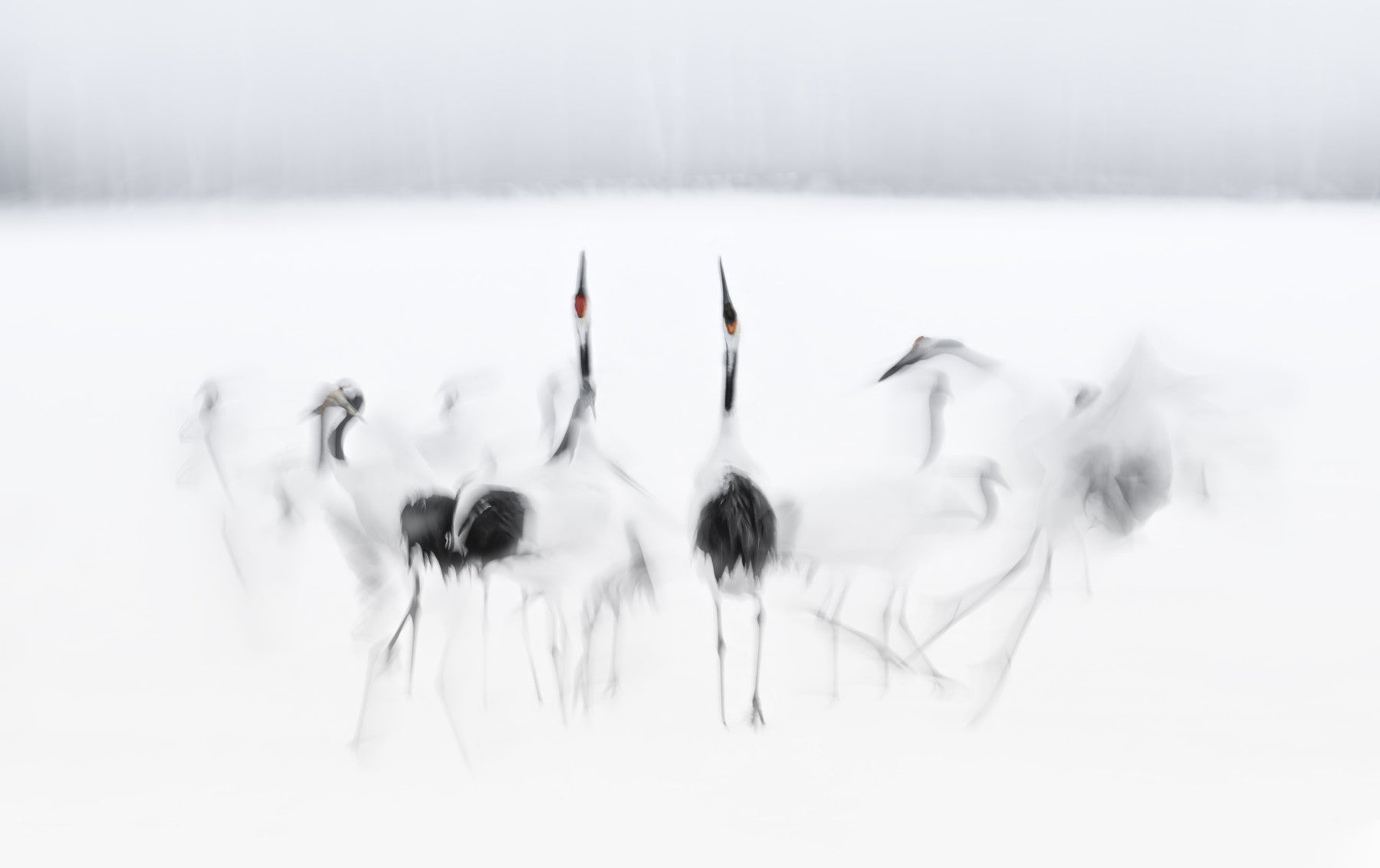 Crane Dance in White Wall Mural -2208006