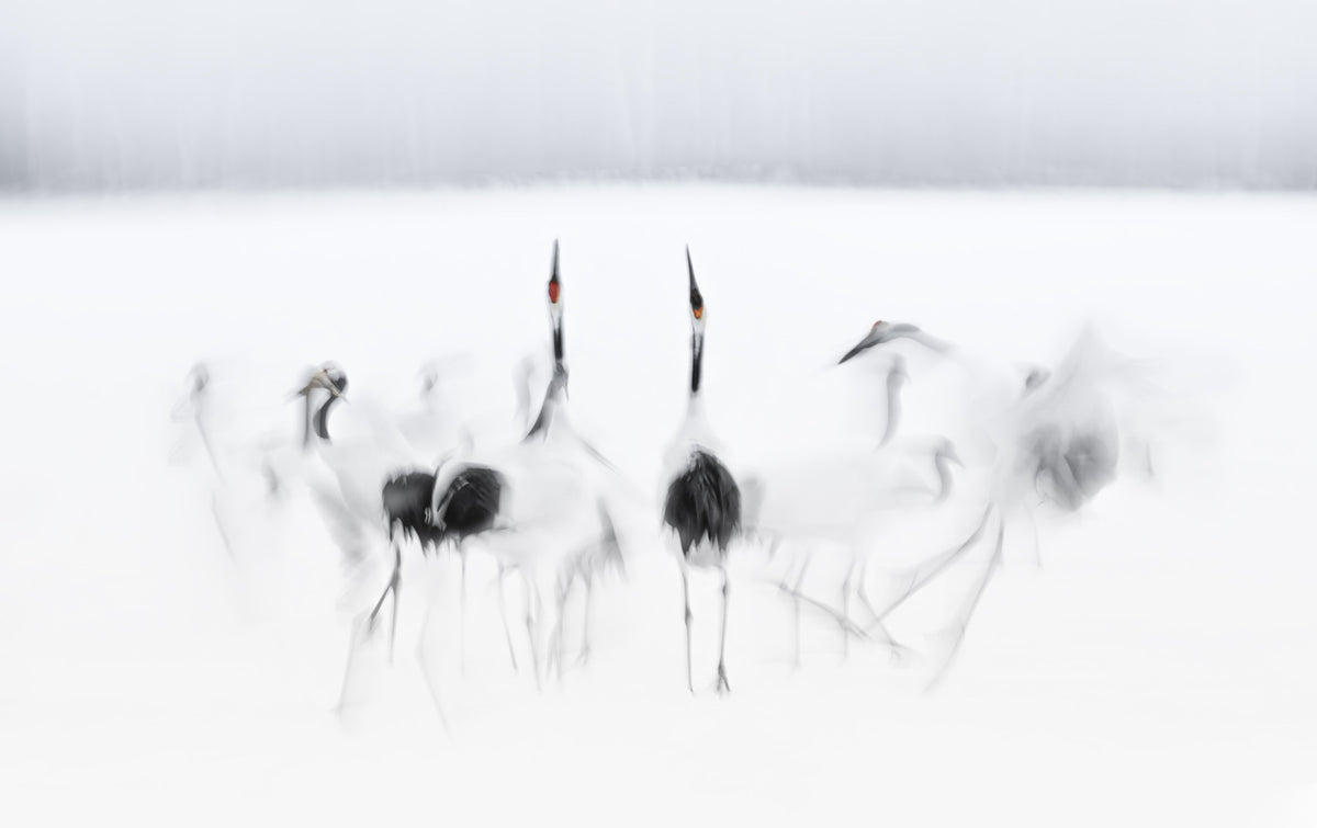 Crane Dance in White Wall Mural -2208006 in your room — zoomed