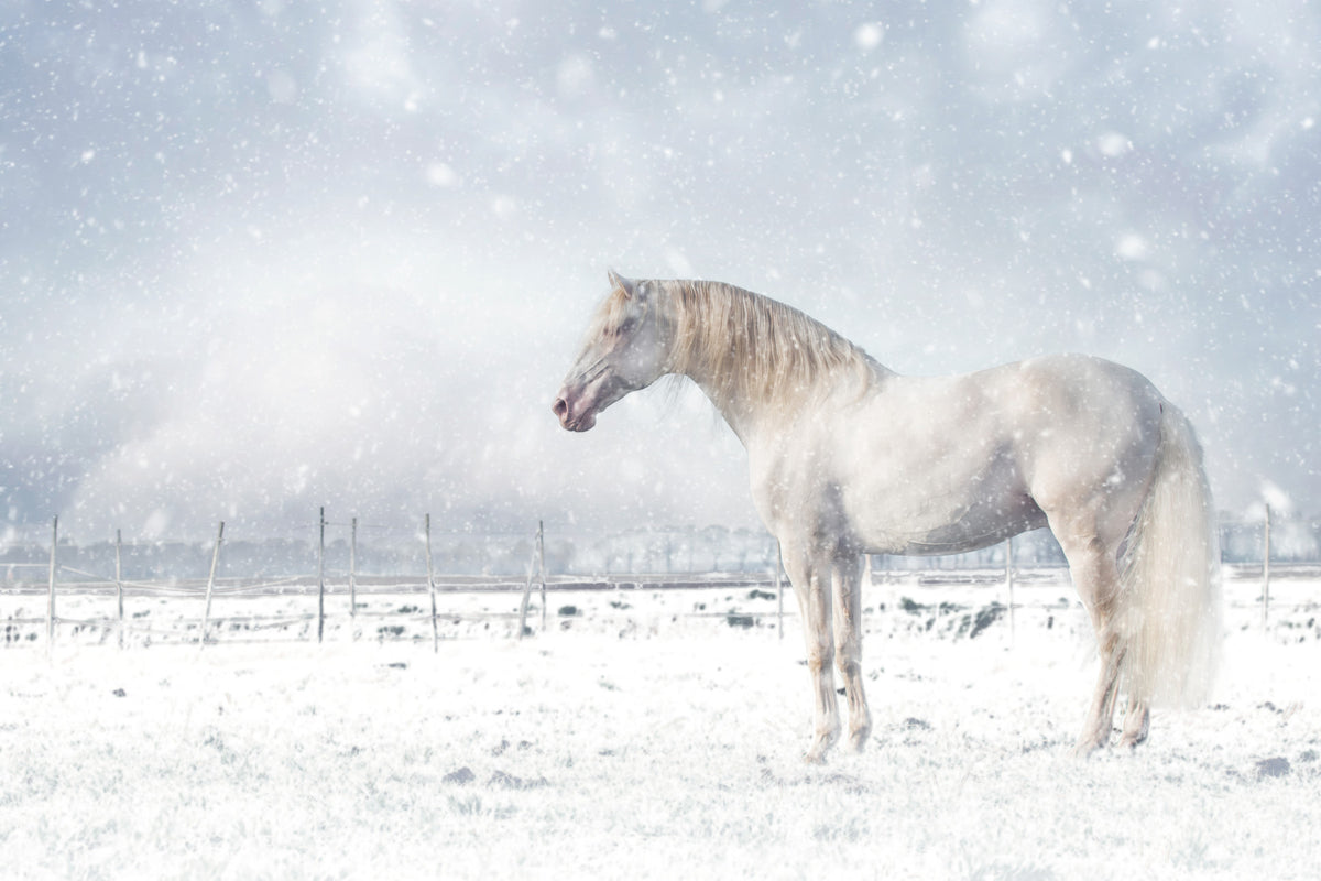 Snowdrift Horse Wall Mural -2398894 in your room
