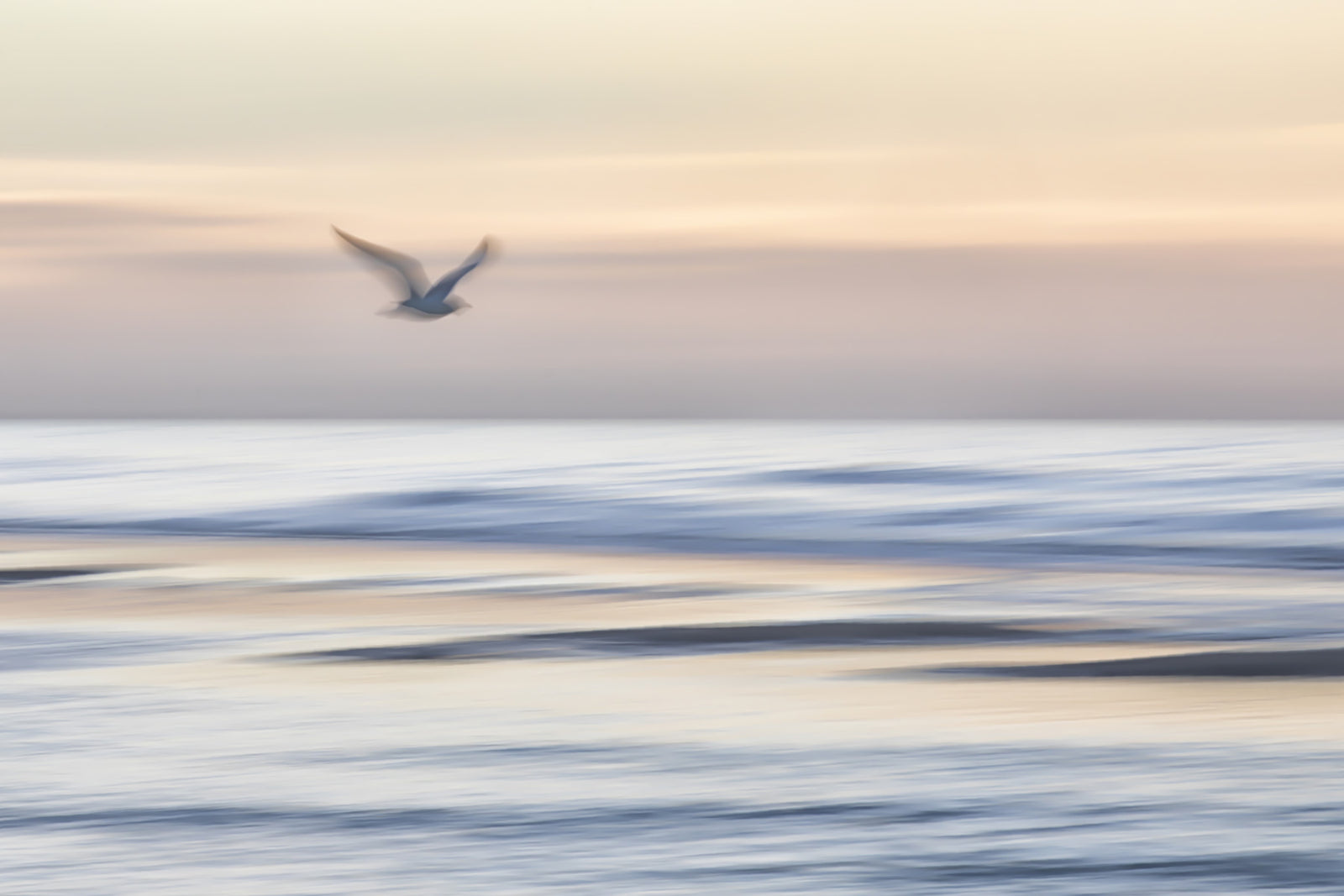 Seagull's Flight Wall Mural - 2334911 in your room