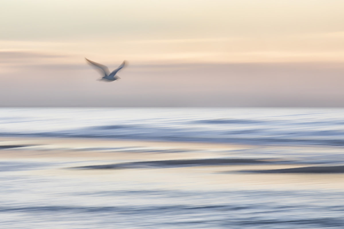 Seagull's Flight Wall Mural - 2334911 in your room — zoomed