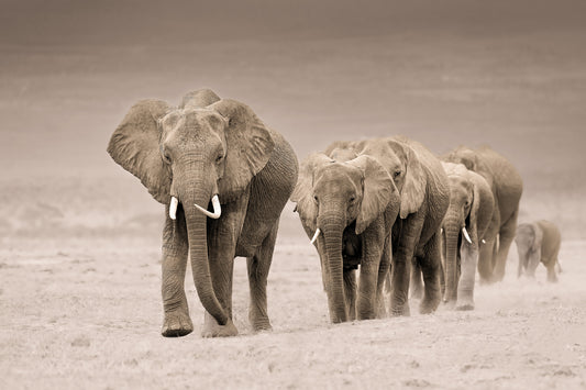 Elephant Journey Wall Mural -2526083