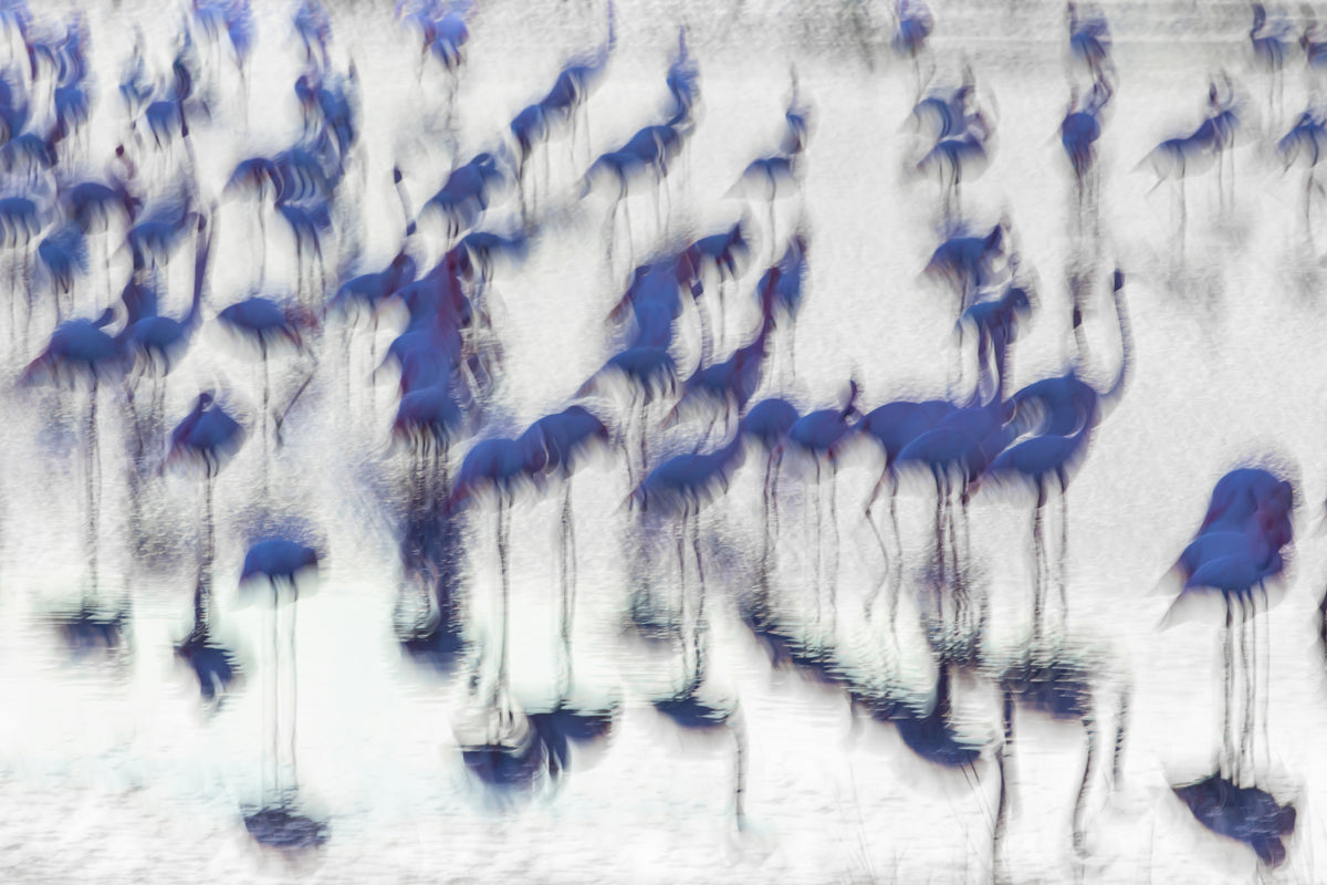 Flamingo Mirage Wall Mural -2171145 in your room