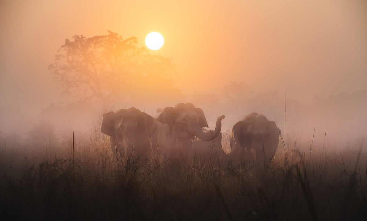 Golden Dawn Elephants Wall Mural -2425886 in your room