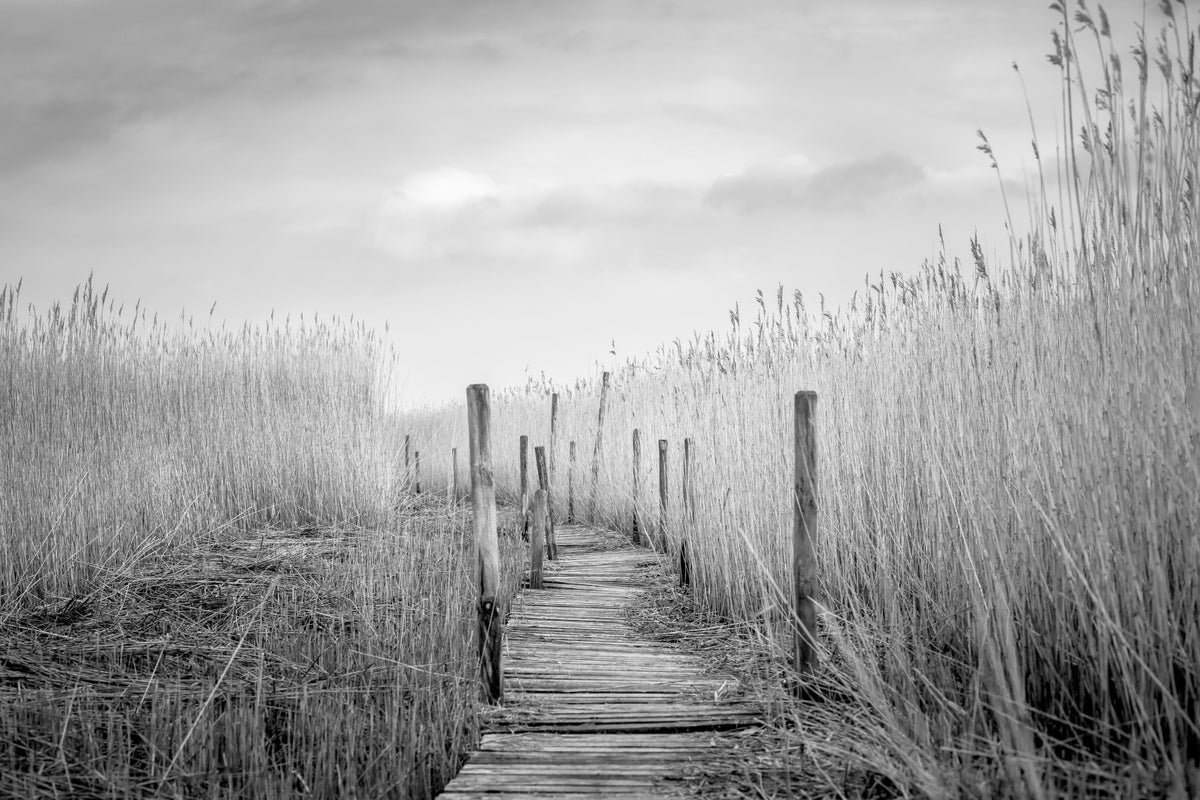 Monochrome Marsh Path Wall Mural -2487649 in your room — zoomed