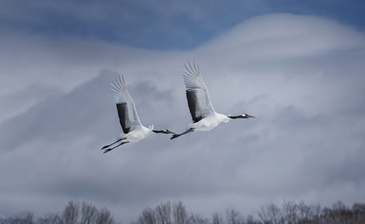 Crane's Flight Wall Mural - 2342037