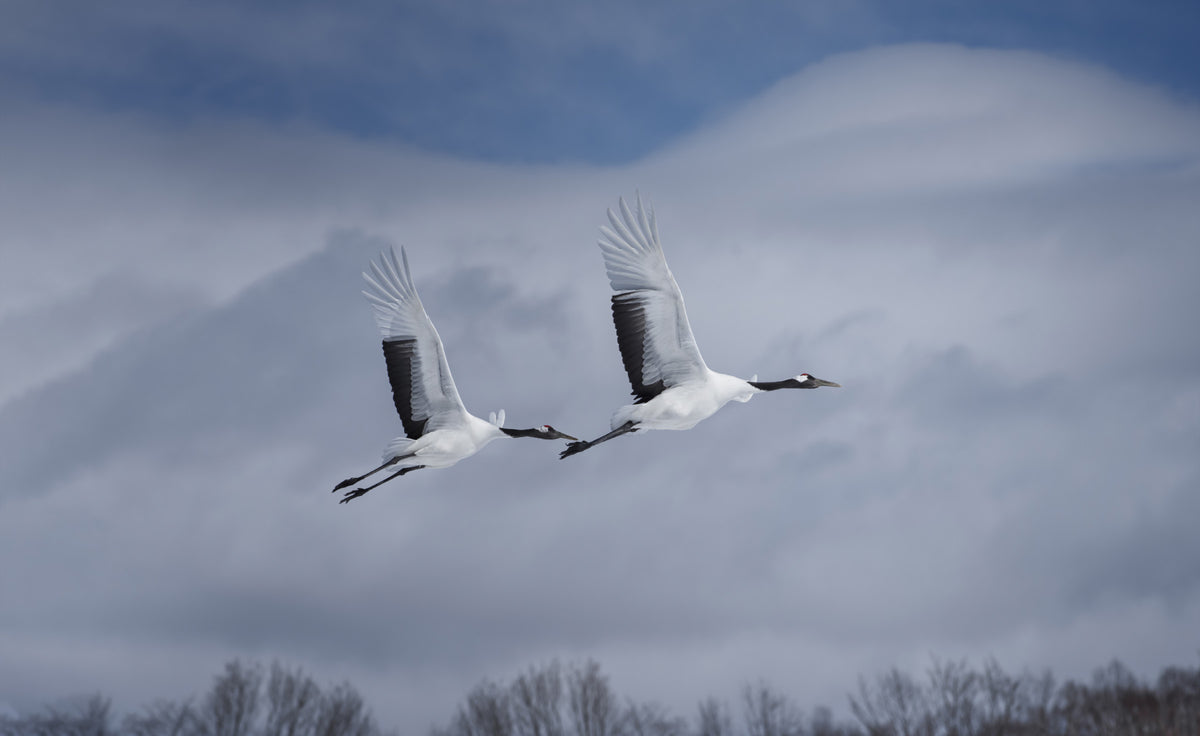 Crane's Flight Wall Mural - 2342037 in your room — zoomed