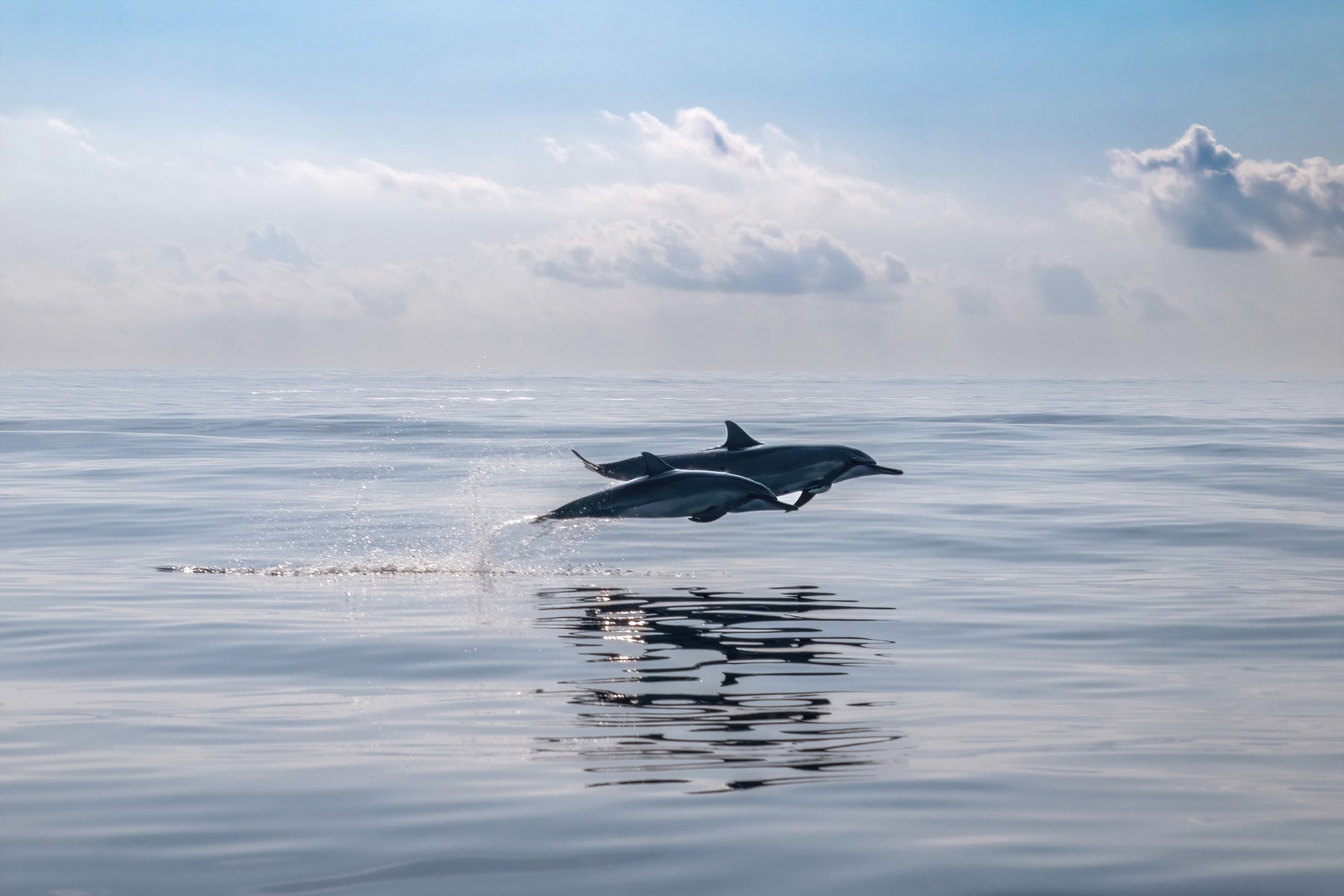 Dolphin's Leap Wall Mural - 2621542