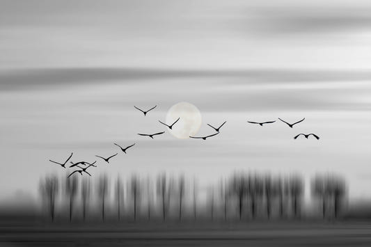 Lunar Flight Wall Mural -2275637