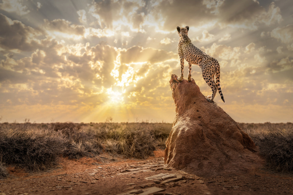 Cheetah's Domain Wall Mural - 2244885 in your room