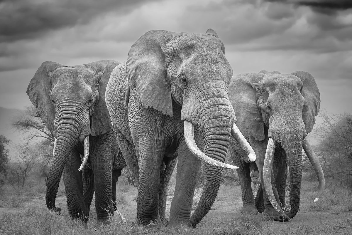 Elephant Majesty Wall Mural -2395234 in your room