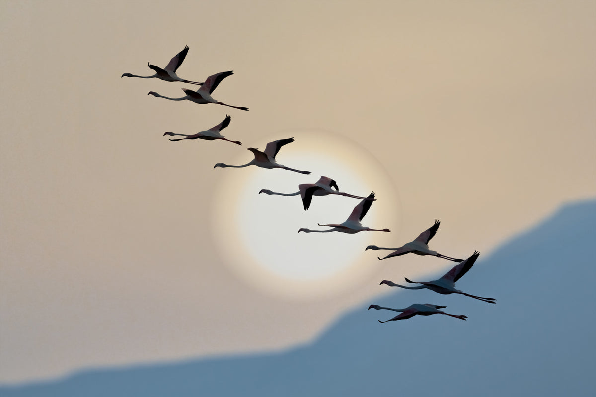 Flamingo Flight at Dusk Wall Mural -2111751