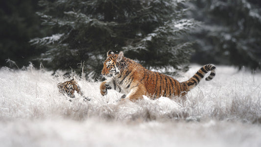 Winter Play: Tiger Cubs Wall Mural -2194650