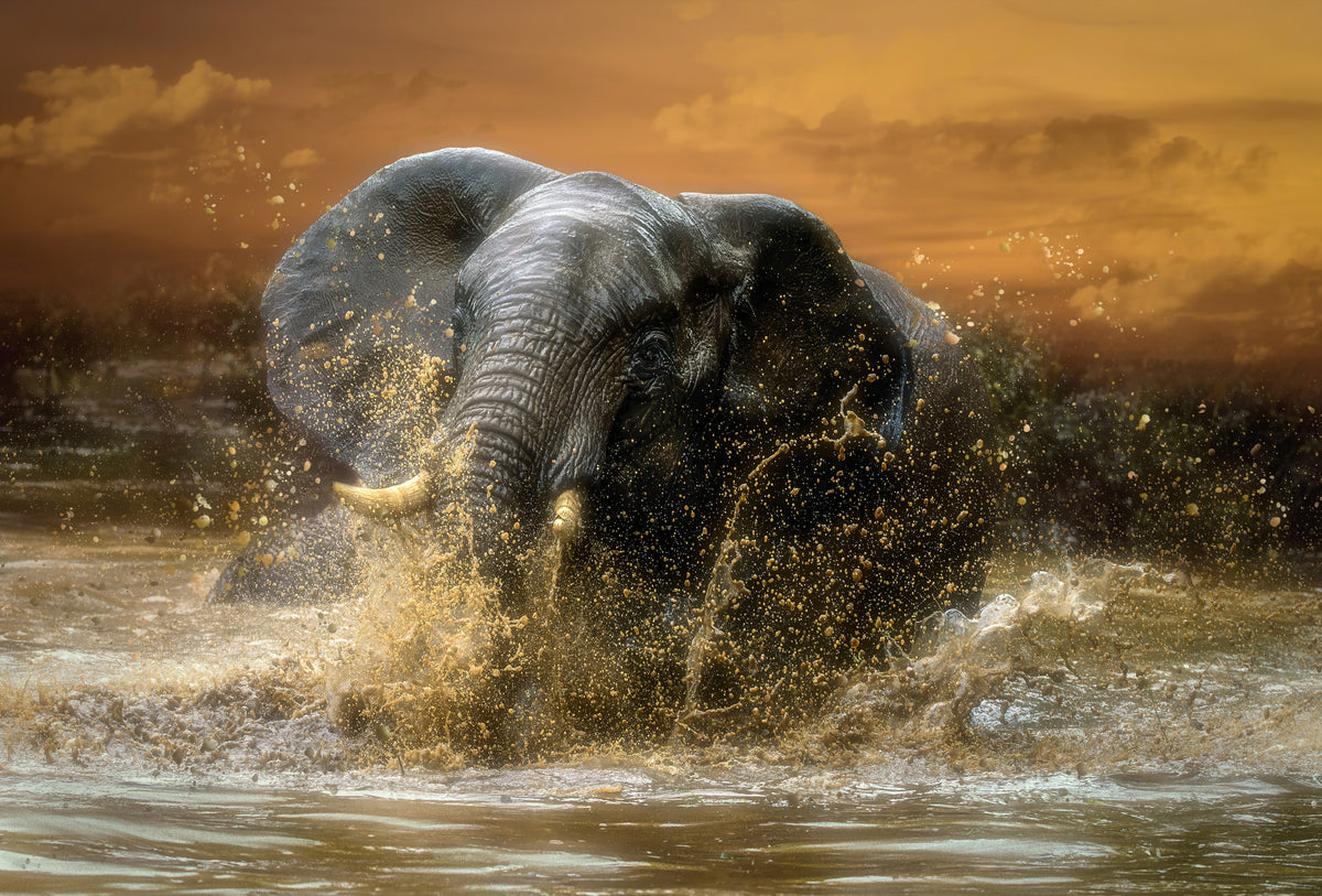 Elephant Plunge Wall Mural -2601164 in your room — zoomed
