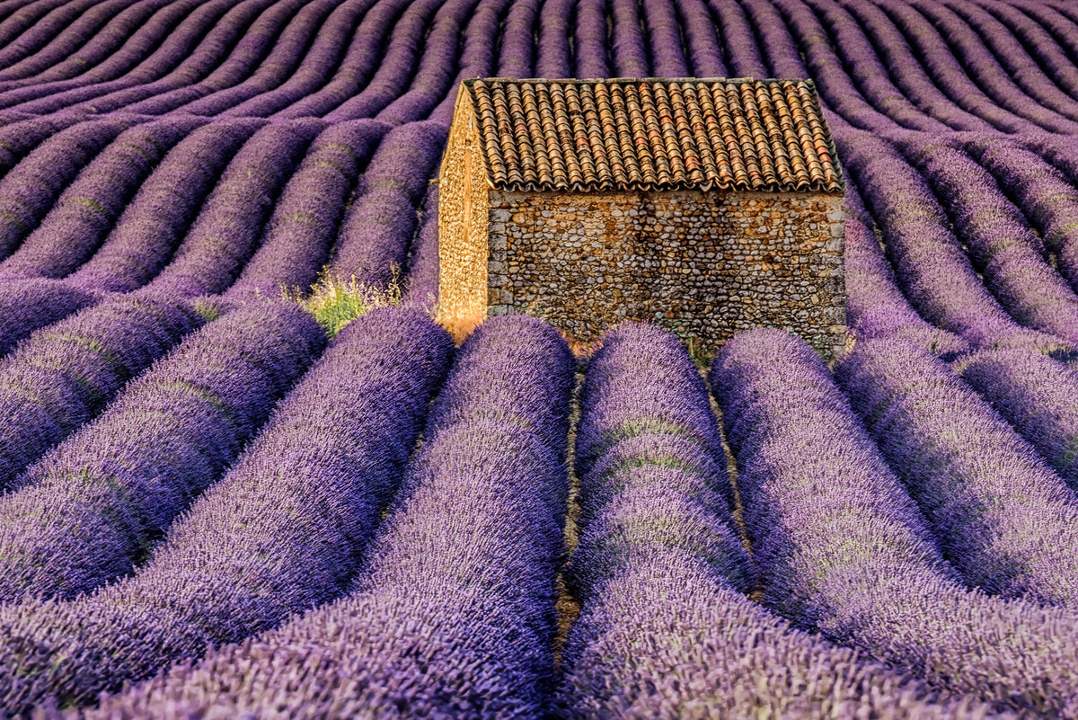Lavender Haven Wall Mural -2597463 in your room