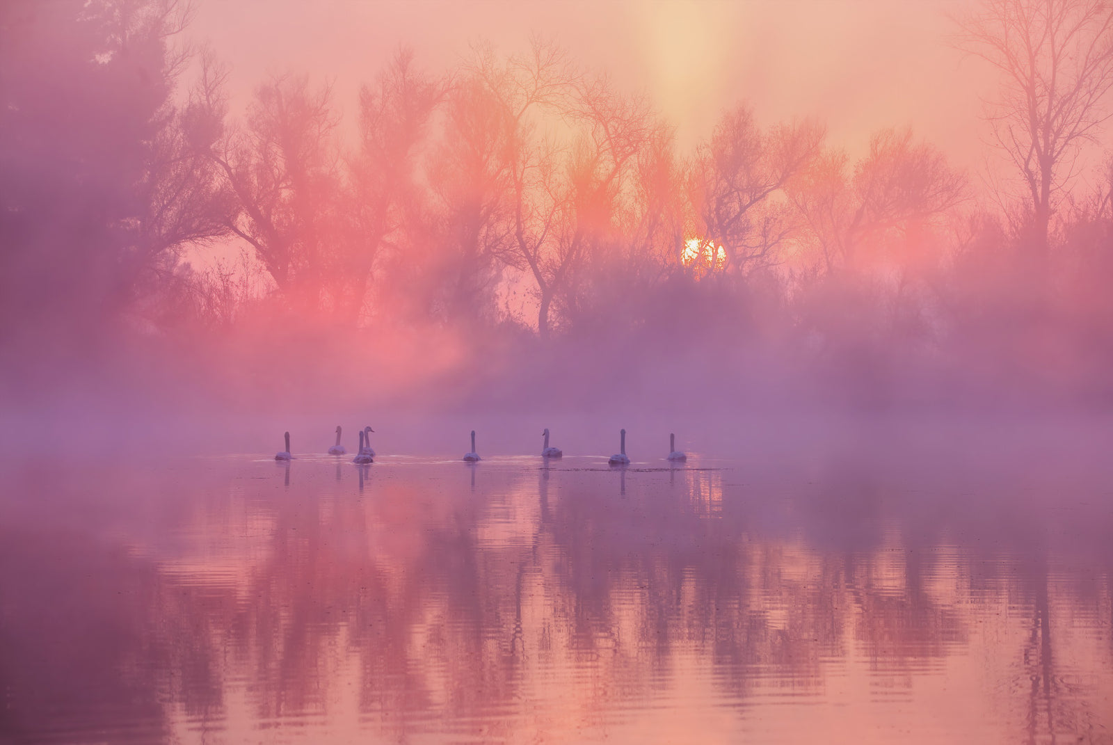 Swan Lake Sunrise Wall Mural -2343606