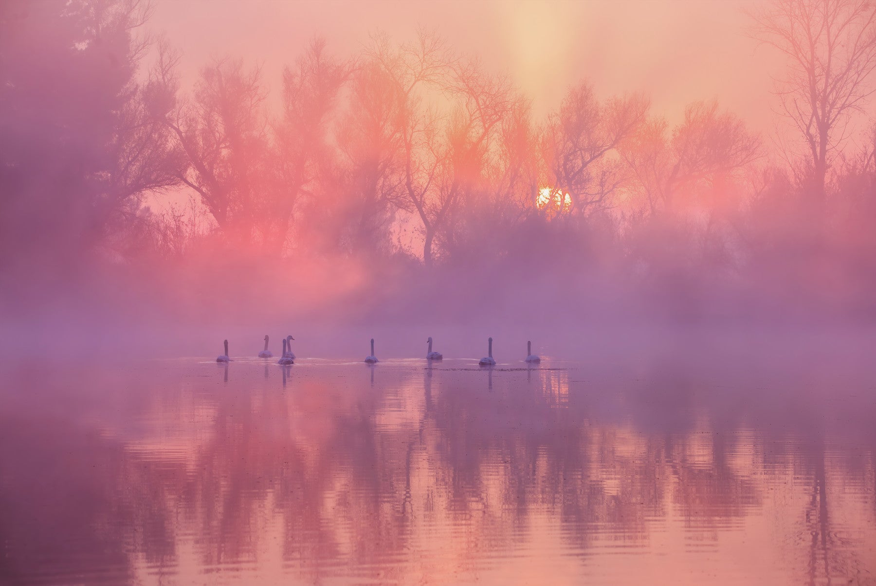 Swan Lake Sunrise Wall Mural -2343606 in your room — zoomed