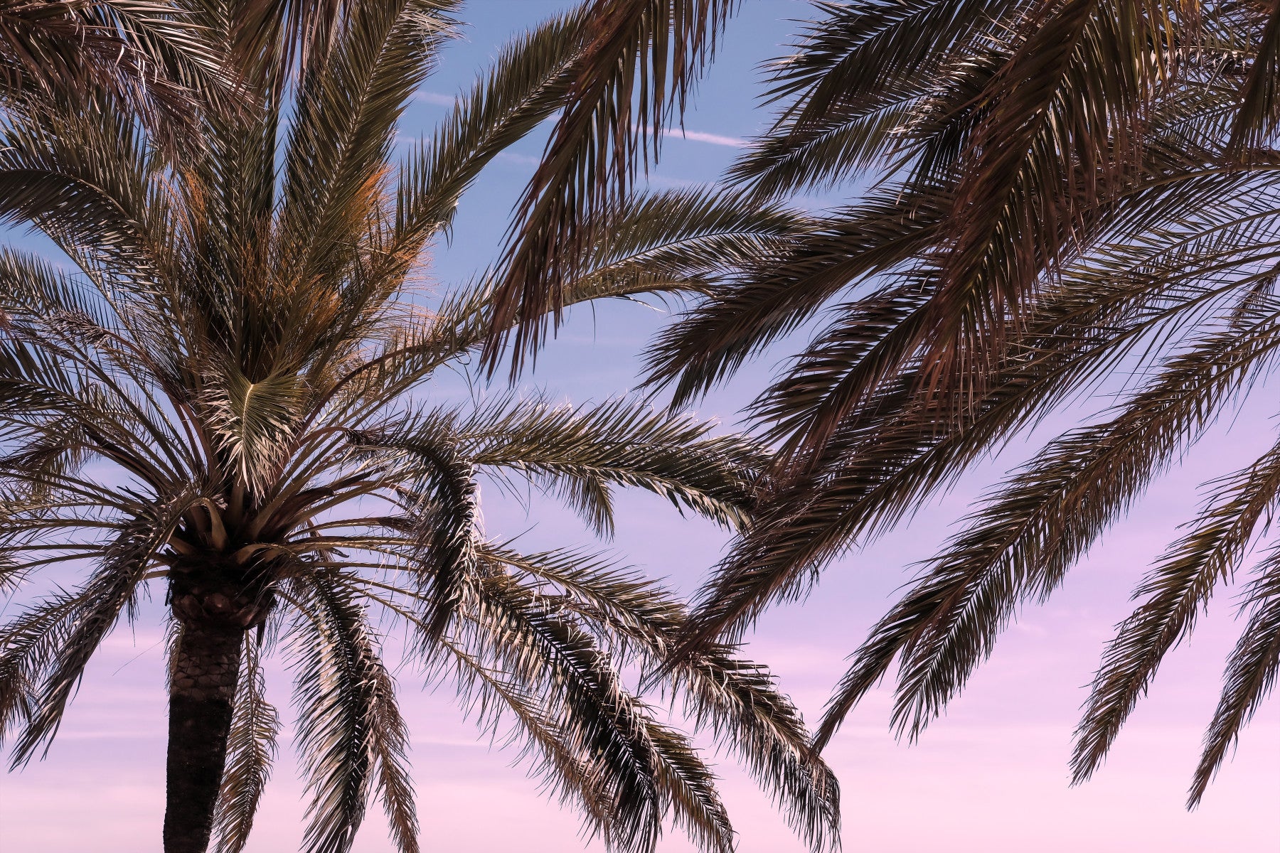 Palm Sky Serenity Wall Mural -2262139