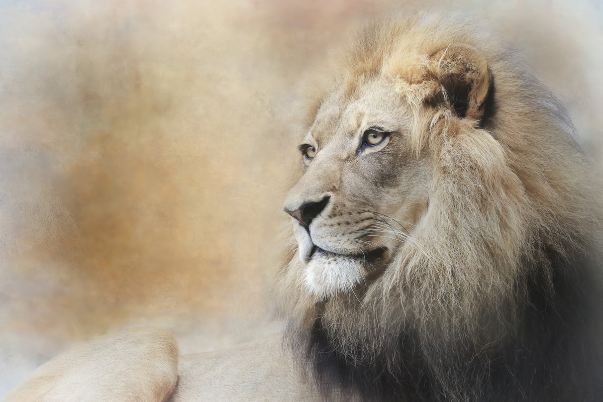 Majestic Lion Gaze Wall Mural -2244312 in your room — zoomed