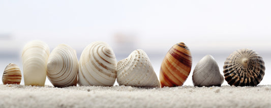 Seashell Harmony Wall Mural -2551578